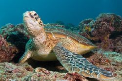Green turtle relaxing on the reef. Canon 20D, Sigma 17-70... by Kristin Anderson 